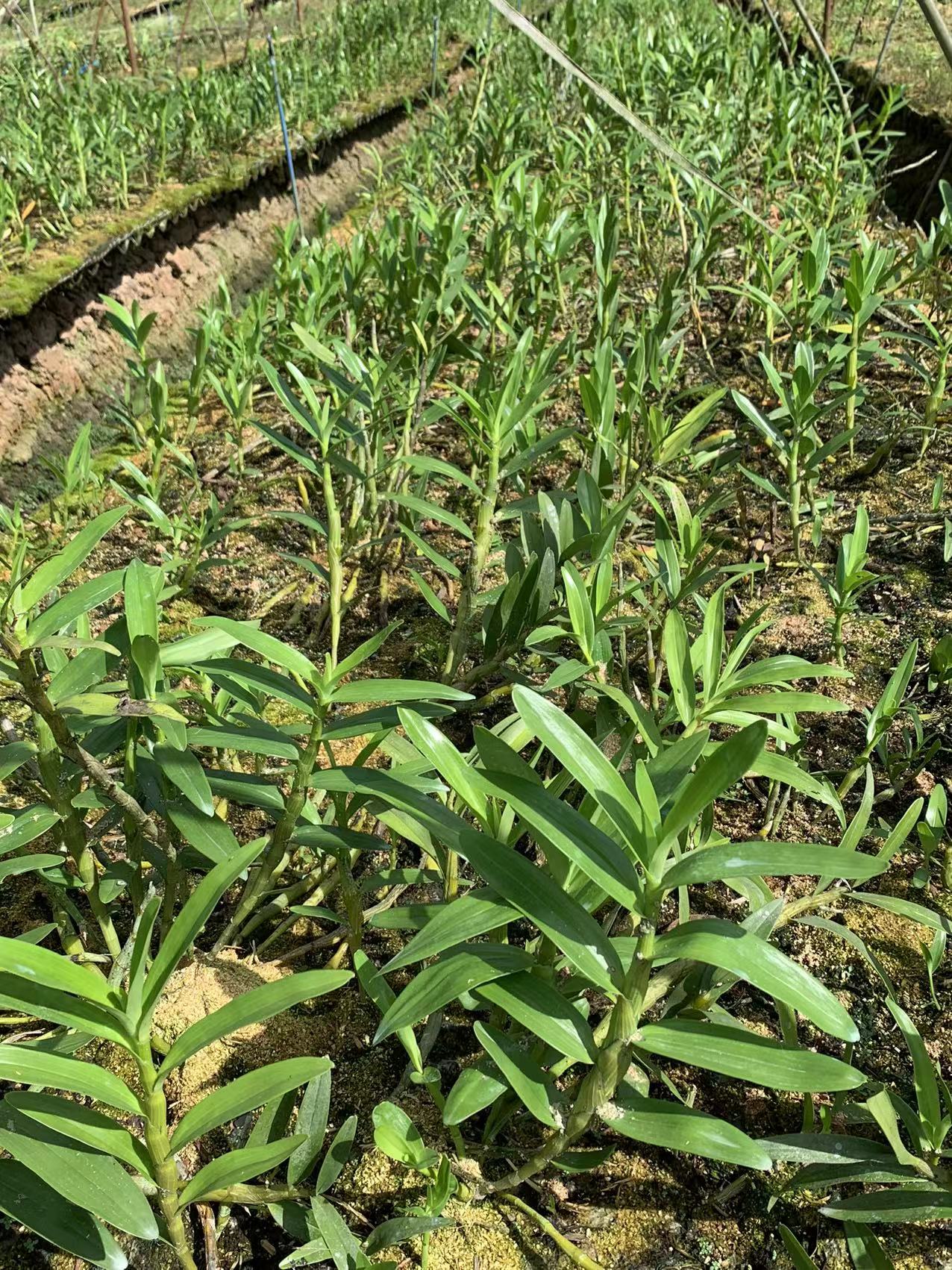 缅甸金钗石斛价值高植株比国内的肥大花朵也比较大花香