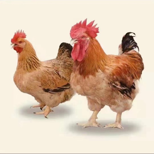南宁K9鸡苗  新广K901，存活率高，品质优良，包打第一针疫苗