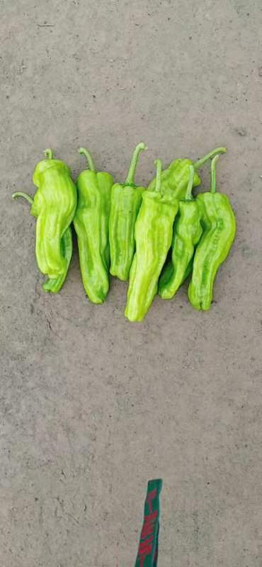 精品薄皮椒，螺丝椒，皱皮椒