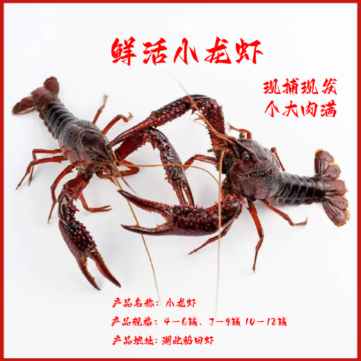 监利市湖北鲜活小龙虾整箱大红大青 水产养殖龙虾苗种海鲜虾尾批发特快
