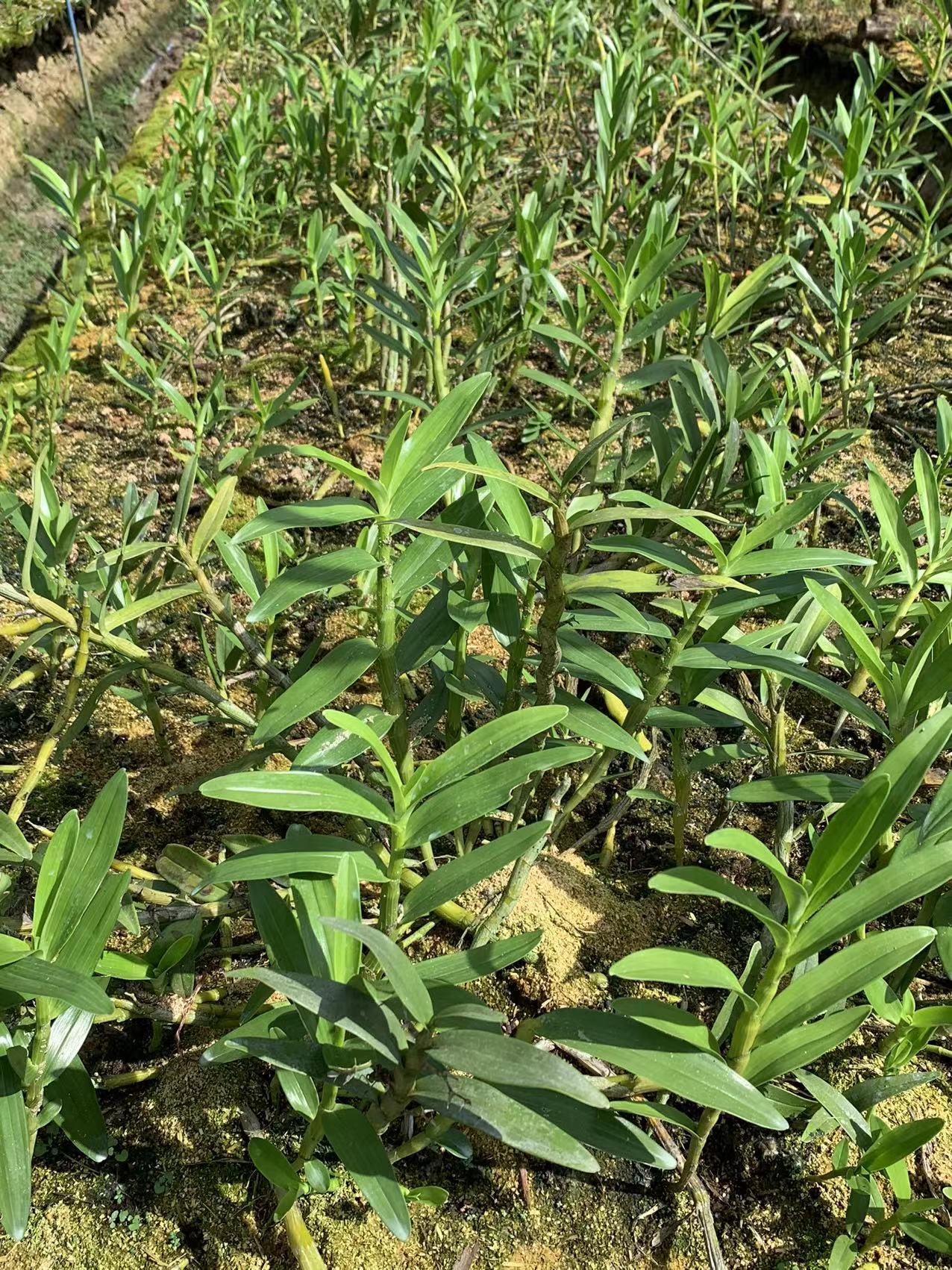 缅甸金钗石斛价值高植株比国内的肥大花朵也比较大花香