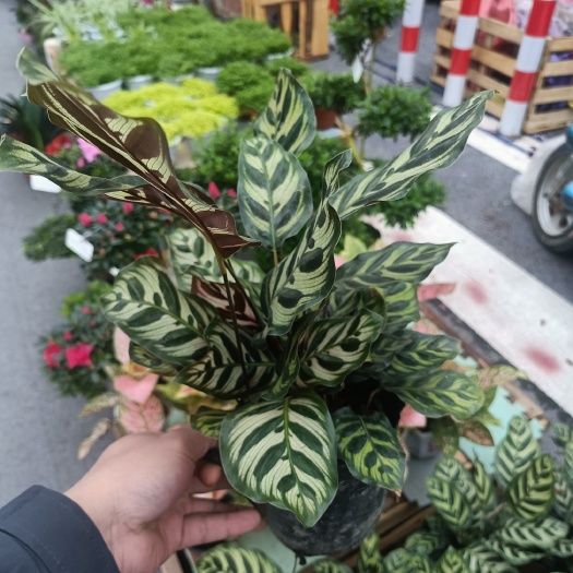 漳平市孔雀竹芋基地批发直销