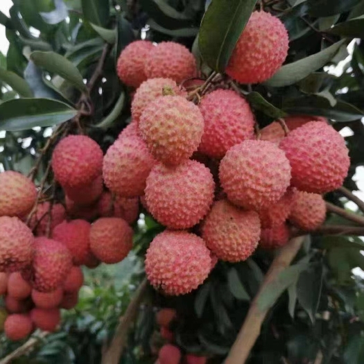 博罗县增城桂味荔枝，罗浮山荔枝