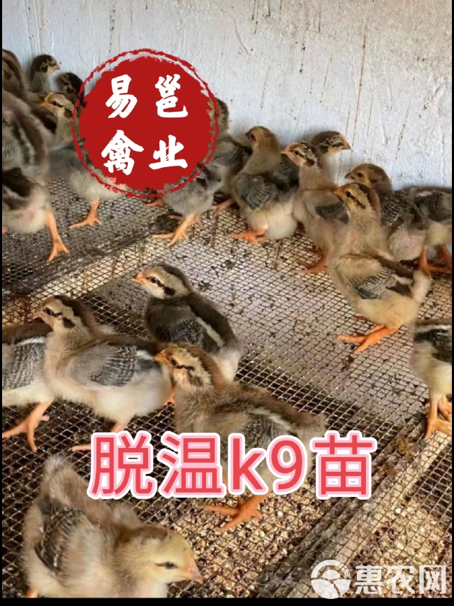 脱温K9肉鸡，半大脱温鸡疫苗齐全路损包赔付