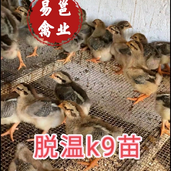 脱温K9肉鸡，半大脱温鸡疫苗齐全路损包赔付