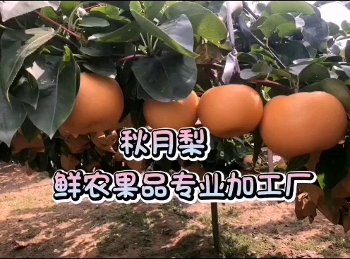 冠县大量供应秋月梨基地，各种包装，秋月梨产地，秋月梨供货一手货源