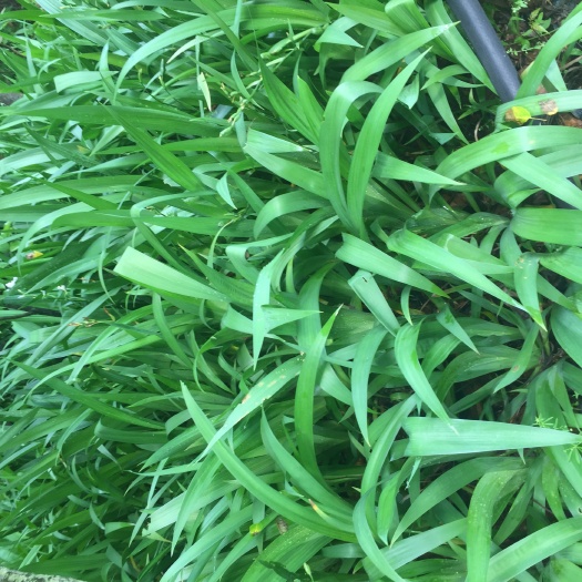 郴州湖南蓝花鸢尾花 蓝色燕尾兰草 常绿扁竹花株高35-50蓝蝴蝶