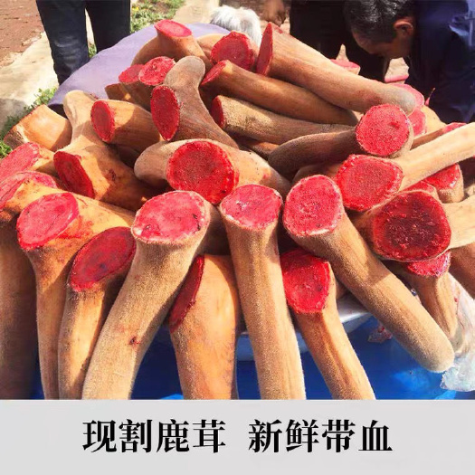 长春【鹿场直发新割】吉林双阳2024年新割新鲜鹿茸整只梅花鹿鹿茸