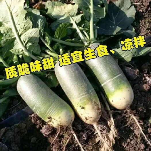 原装精选大青萝卜种子露头青萝卜籽生吃脆甜萝卜四季播种蔬菜种孑