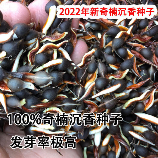 茂名沉香种子奇楠绿奇楠种子名贵树种新鲜种子土沉香种子发芽高
