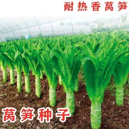 成都尖叶莴笋种子高产耐热耐寒青皮绿肉莴笋籽蔬菜种籽阳台种植香莴苣