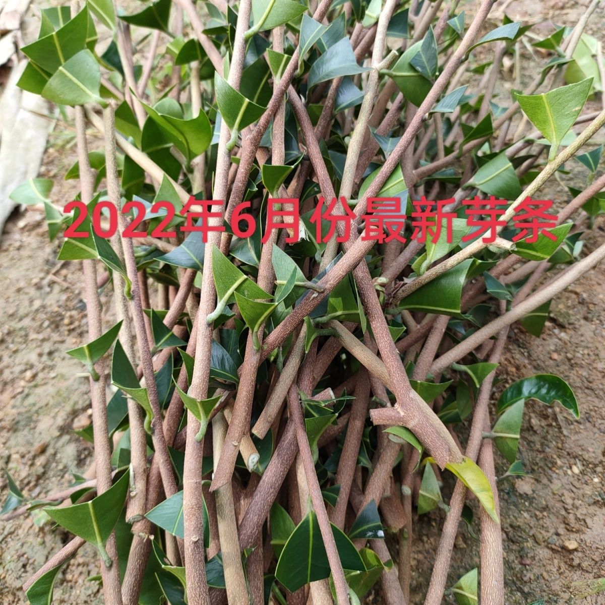 茂名奇楠芽条品种香霸香脉树心奇白奇金沙叶油叶子糖结西瓜叶凹身……
