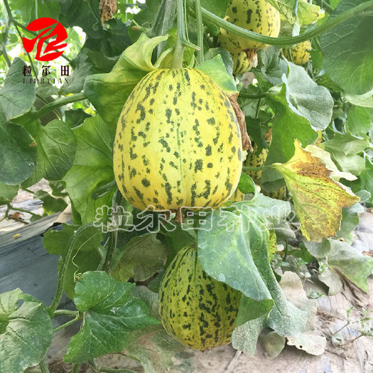 粒尔田金钱甜瓜种籽水果蔬菜种子 水果花薄皮甜瓜种籽