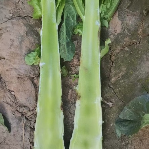 定西高原夏菜颜色正，品种好