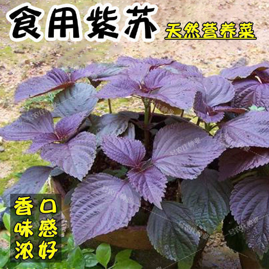 成都食用大叶【紫苏种子】四季播蔬菜 种子阳台室内盆栽蔬菜紫苏种子