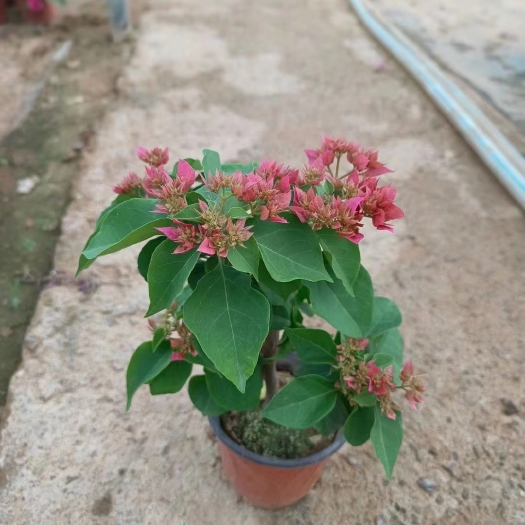 青州市三角梅，四季开花，品种多，花色全，较耐寒，观赏性价值