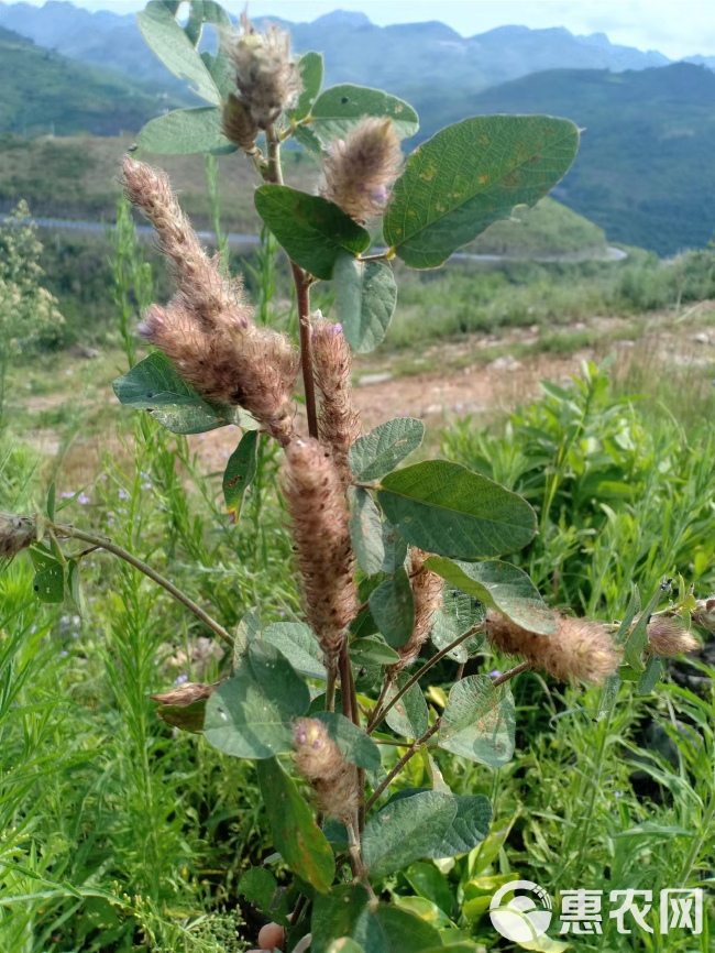 狸尾草干货2024年9月的新货，广东省内包邮