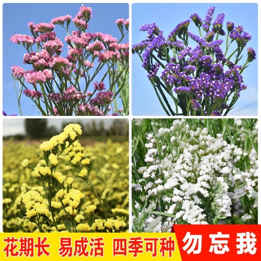 沭阳县勿忘我种子四季播种开花易种活室内室外阳台庭院盆栽花卉花种籽子