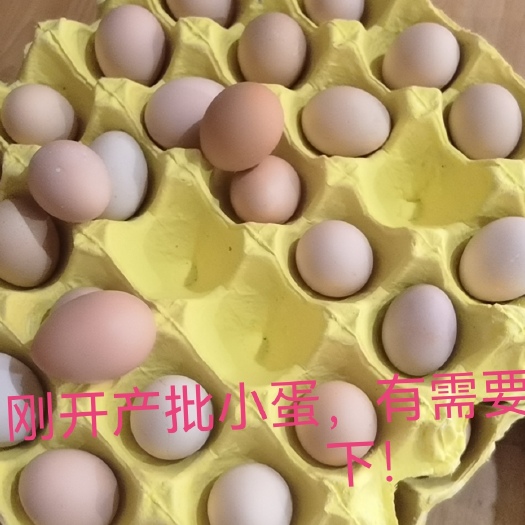 新泰市山东黑鸡蛋初产蛋刚开产蛋小码蛋粉壳净重25-28斤/360