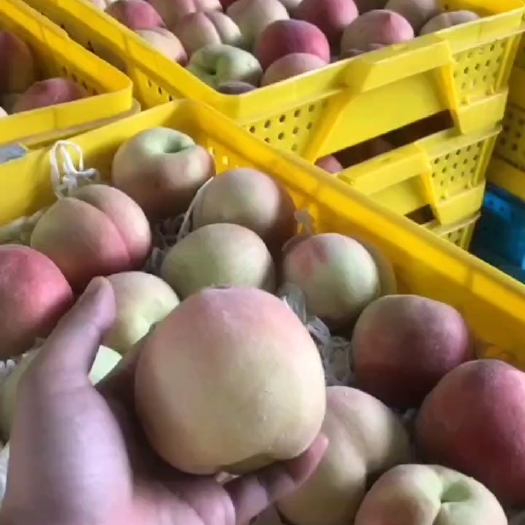上海水蜜桃现货，糖度高，口感好，质量有保障