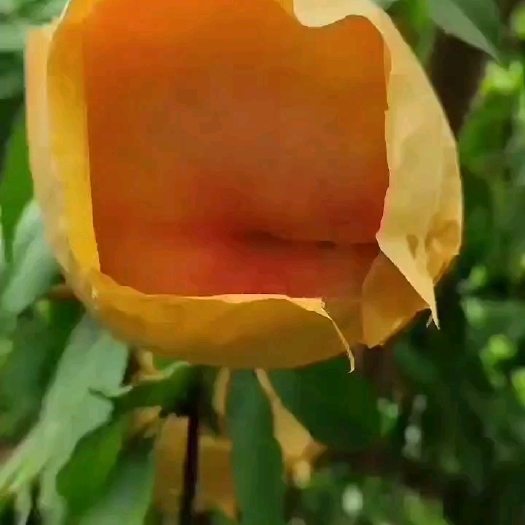 利辛县阳山水蜜桃