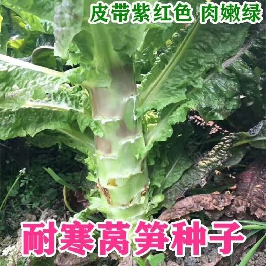 成都香丝红莴苣种子莴笋紫绿色秋冬栽培耐低温香笋口感嫩脆四季春夏秋