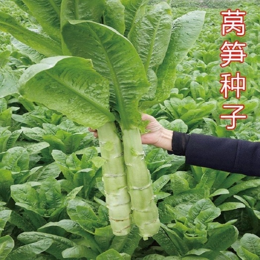 成都青皮莴笋种子红皮白皮绿肉莴苣种籽大田高产科兴九号莴笋蔬菜种子