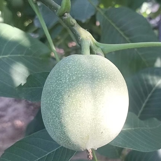 渭南青皮核桃