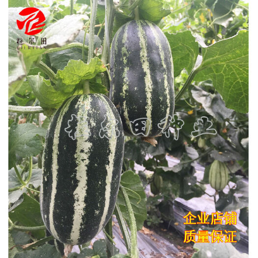青县粒尔田加长9号 博洋甜瓜种子 薄皮绿肉高品质酥脆爽甜香瓜种子