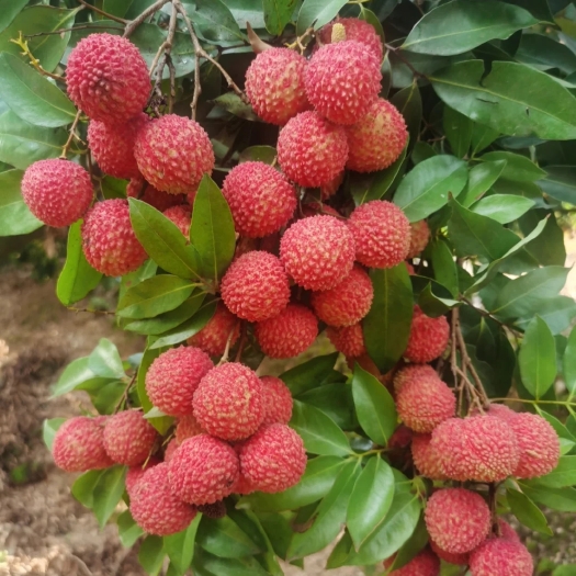 惠州桂味荔枝