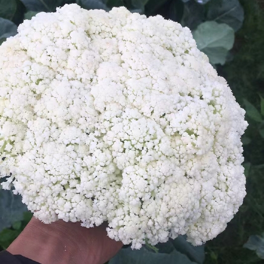 威宁县西蓝花白花