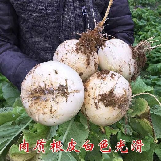 特大春不老萝卜种子圆萝卜种子四季蔬菜种籽超甜白色水果萝卜种子