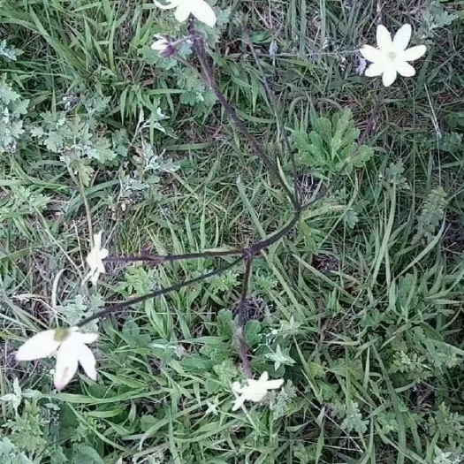 安宁市白花虎掌草