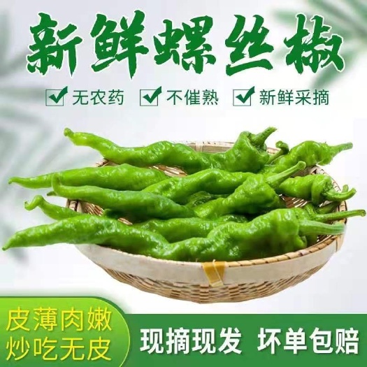 费县螺丝椒一件代发  一手货源五斤包邮