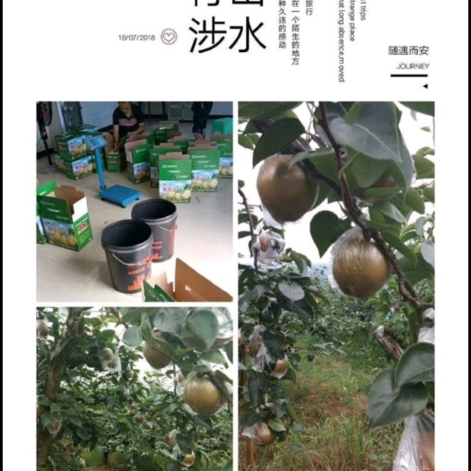 重庆市梨，黄花梨一件代发