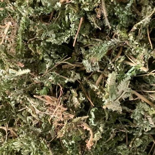 玉林长期供应｛石上柏｝可批量可零售量大从优【包邮】
