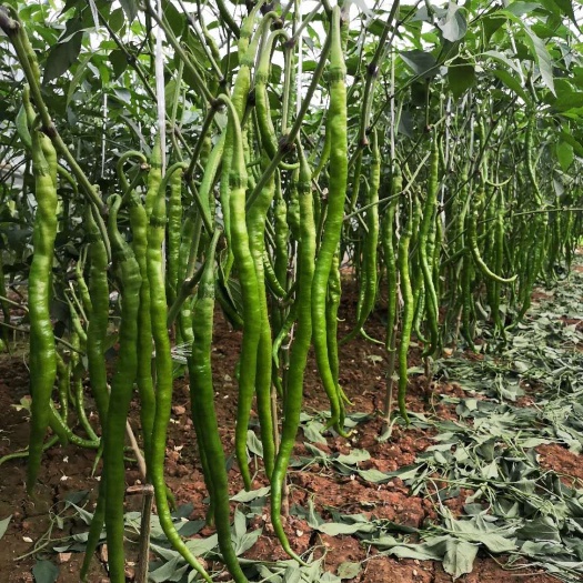江油市薄皮线椒