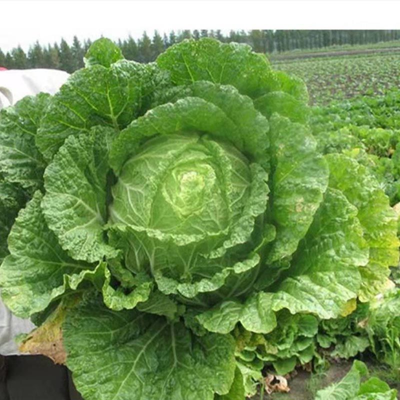 原装农家白菜种子 抗热白菜种子夏季大白菜耐热农家蔬菜种孑