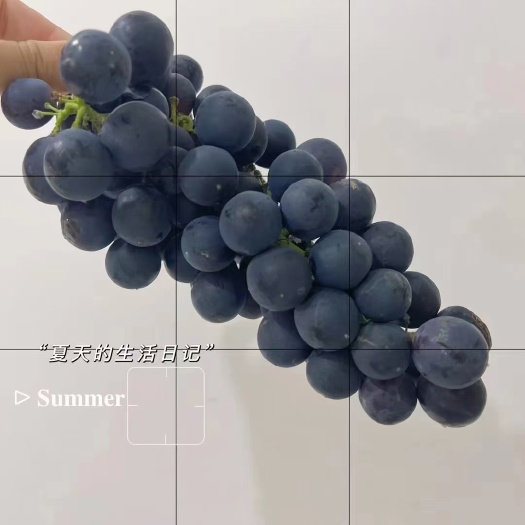 福安市福安象环夏黑葡萄