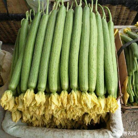 濮阳县鲜花精品丝瓜