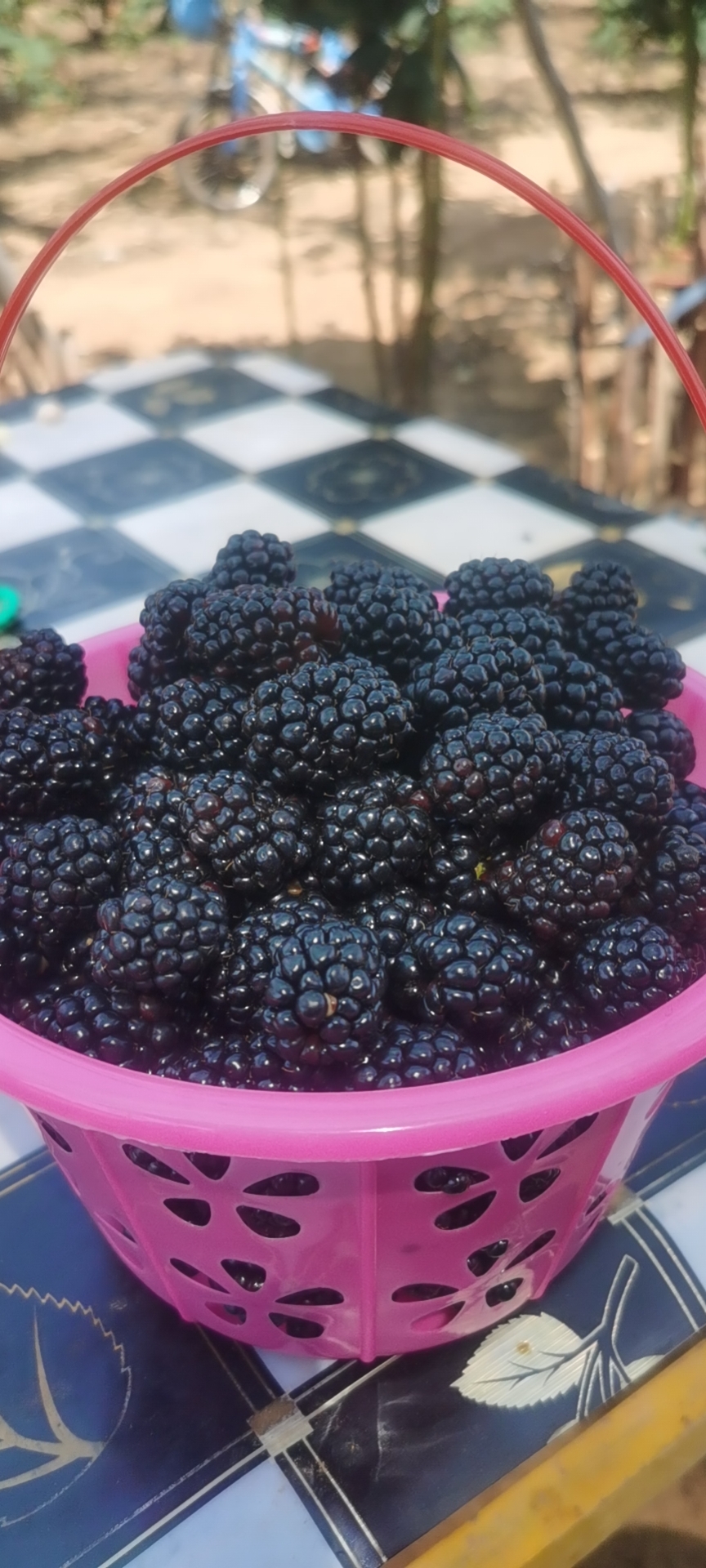肥城市黑莓鲜果  酸甜可口营养丰富，富含四十五种以上微量元素矿物质