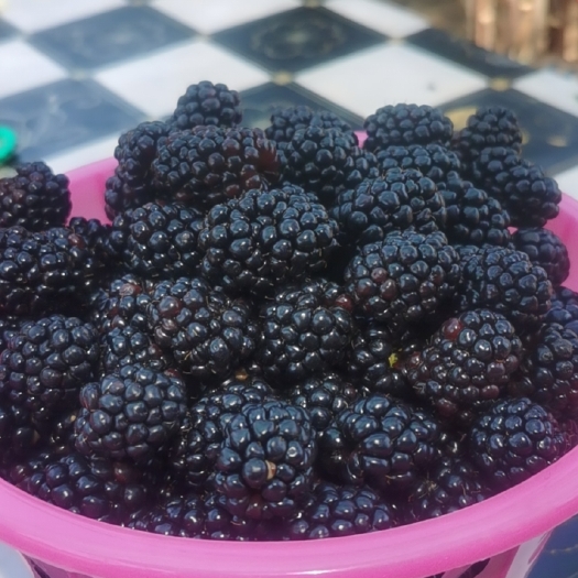 肥城市黑莓鲜果  酸甜可口营养丰富，富含四十五种以上微量元素矿物质