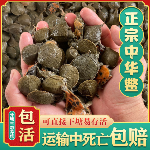 霍邱县优质中华甲鱼苗黑花苗王八苗外塘冷水生殖养殖场直发运输