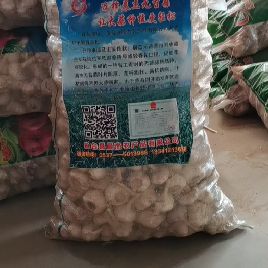 鱼台县无苔蒜 无苔大蒜种子 没有蒜苔蒜头产量高