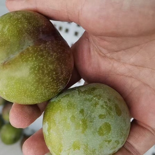 绥江县绥江半边红李子    《大果》
