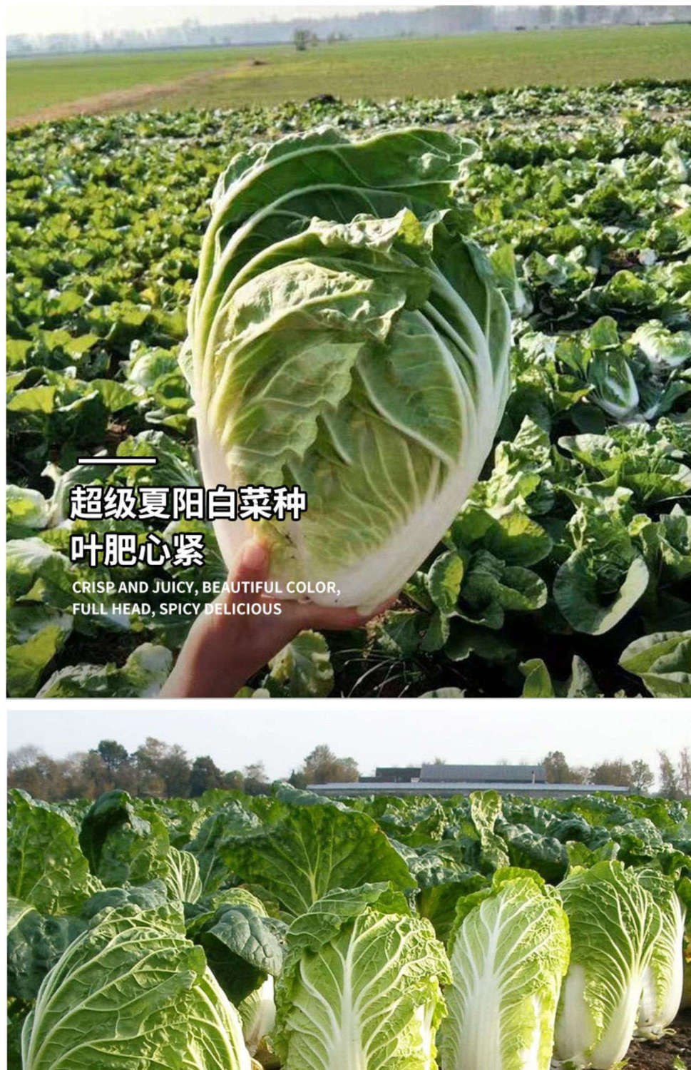 原装农家白菜种子 抗热白菜种子夏季大白菜耐热农家蔬菜种孑