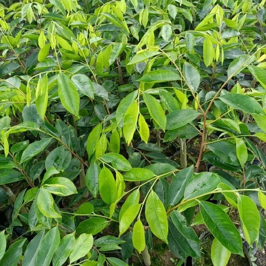 肇庆沉香木苗