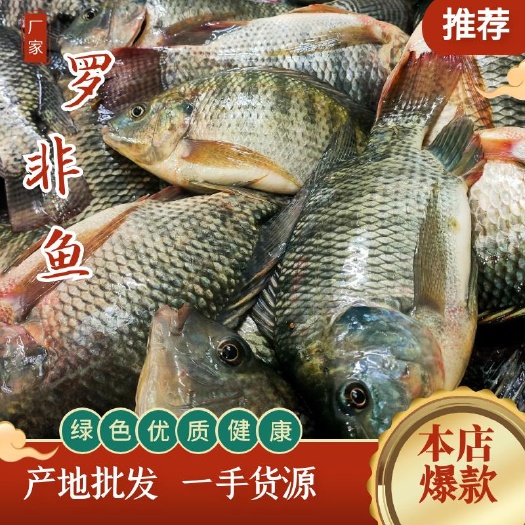 惠东县罗非鱼 冰鲜 三去 适用于烧烤 快餐店 饭堂等  量大从优