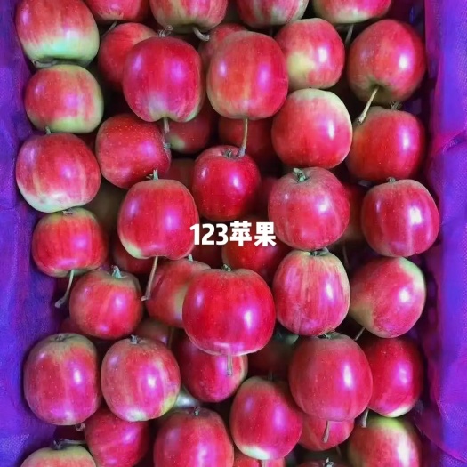 开原市123苹果，产地大量供应