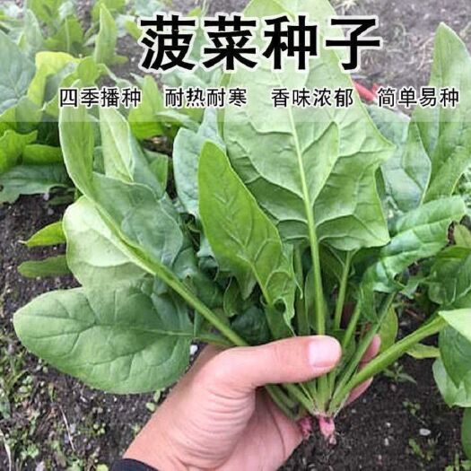 大叶菠菜种子小叶菠菜种子盆栽大田春秋菜籽抗热耐寒蔬菜种子大全